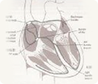 Cardiac Rhythm Management